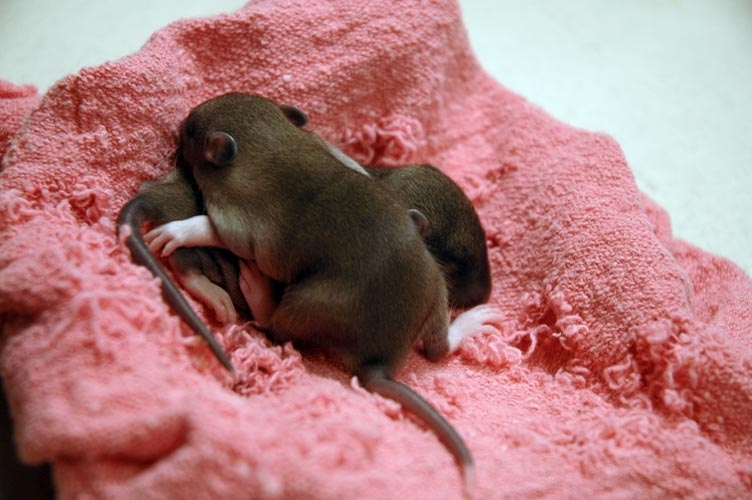 Two brown baby rats photograph. Floooomp ok now we're comfortable Zzzzzz