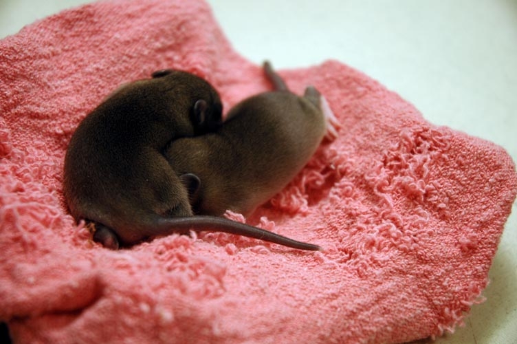 Two brown baby rats photograph. It takes them a while to get comfy