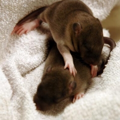 Two brown baby rats
