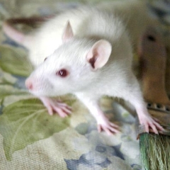 Vanilla the rat looking at something to the left