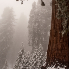 Giant Sequoia is giant