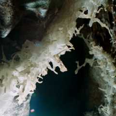 Helictite detail lit from below