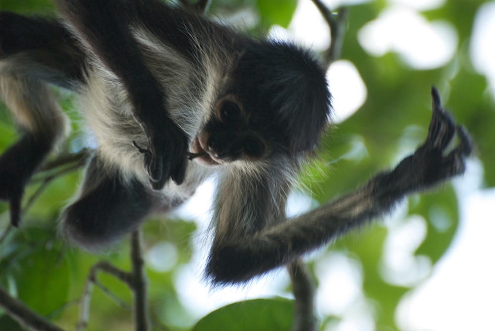 Mariposa the monkey, at Laguna Puntas park near Coba, Mexico on the Yucatan Peninsula.