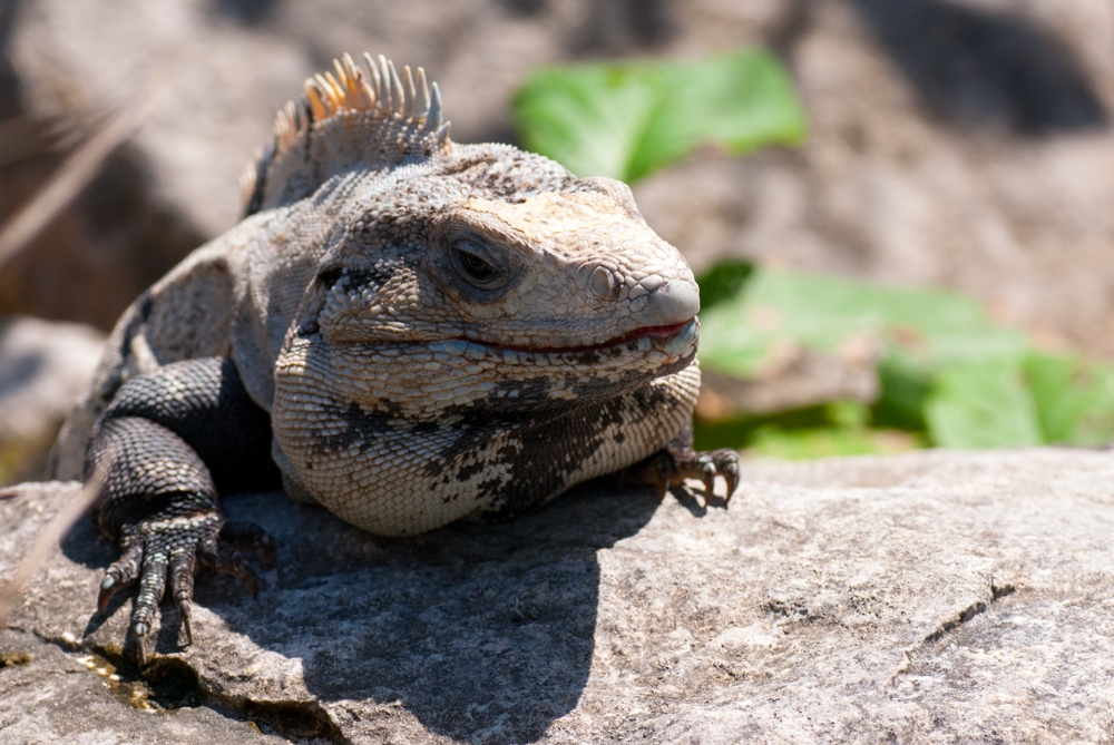 Mexico Caves & Cenotes photograph. An iguana suns himself in Tulum, Mexico.