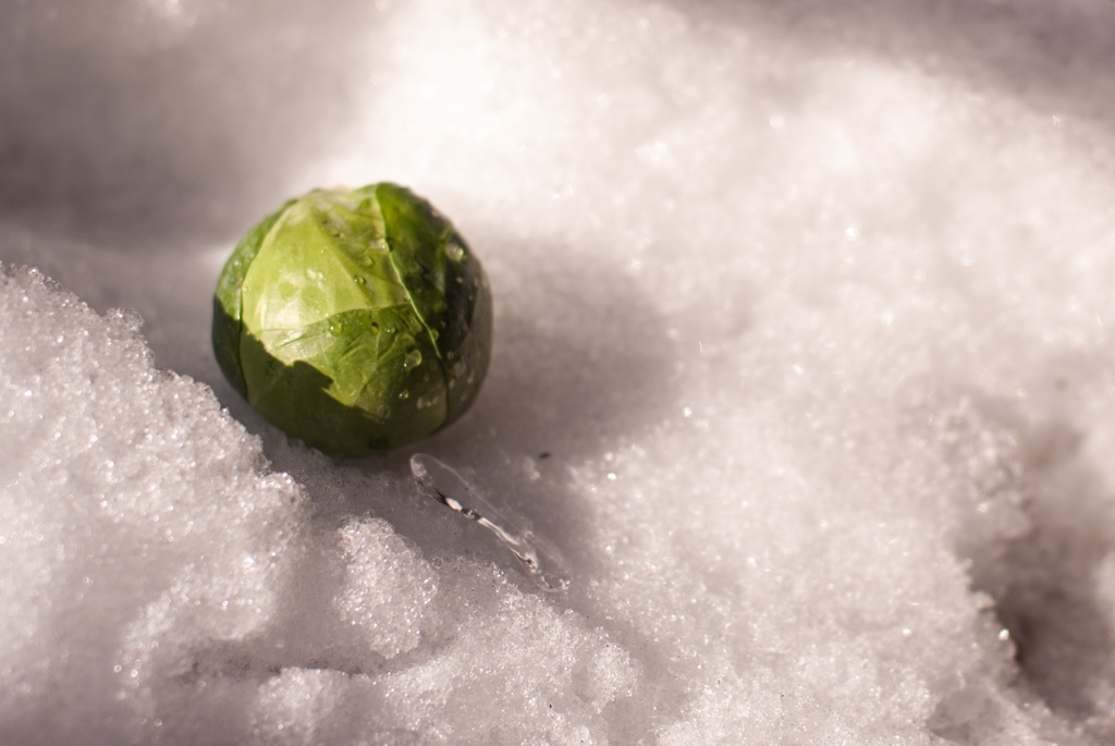Colorful things photograph. Series one of many: small things in snow. Brussel sprout.