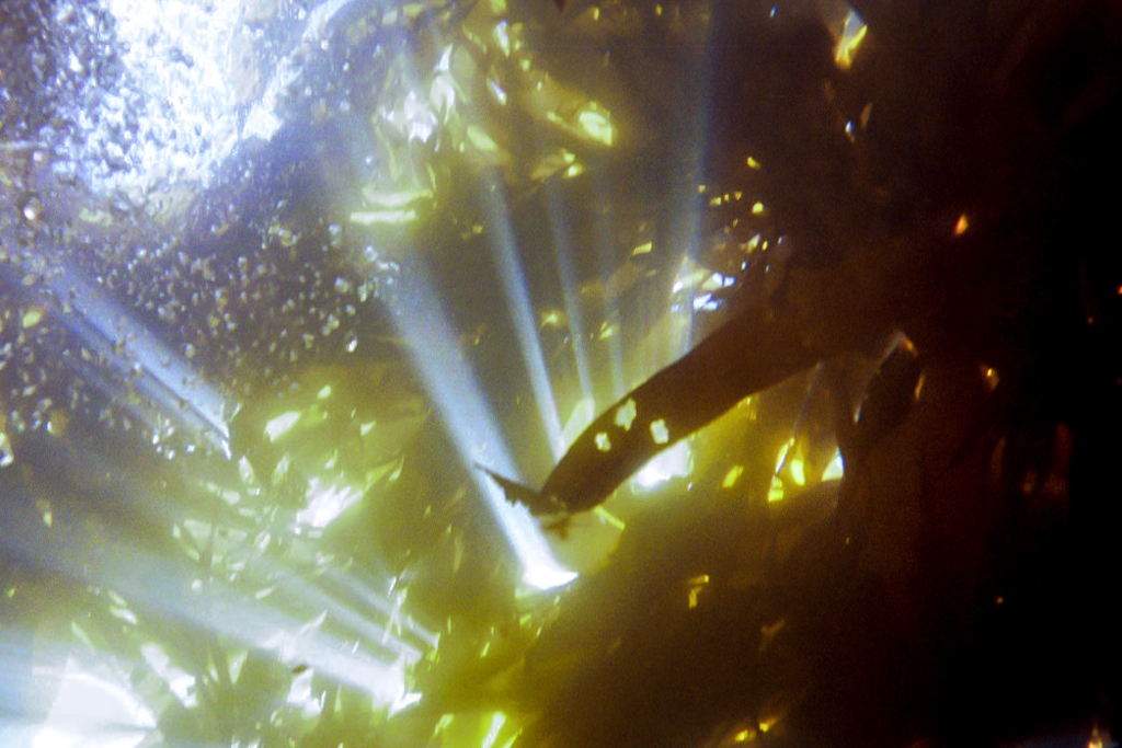Colorful things photograph. Monterey Bay, seen from below. I had a point-and-shoot camera in a cheapish housing. The only photos that came out worth a damn where the ones looking up through the kelp.