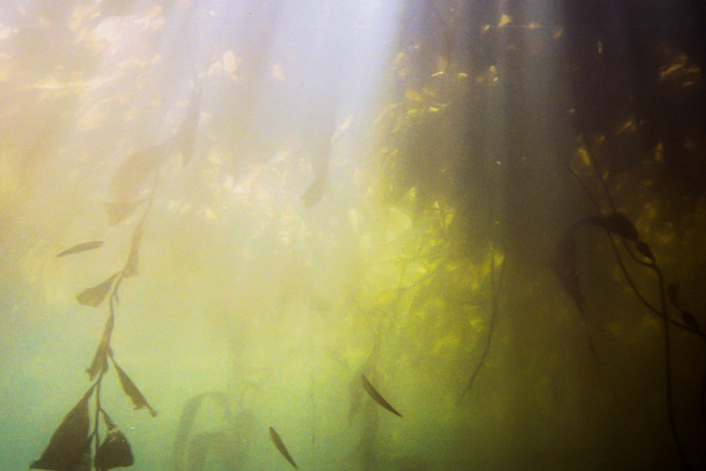 Colorful things photograph. Monterey Bay, seen from below while I was scuba diving. I had a point-and-shoot camera in a cheapish housing. The only photos that came out worth a damn where the ones looking up through the kelp.
