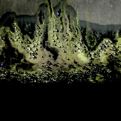 Algae and water drops