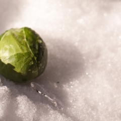 Brussels sprout on snow