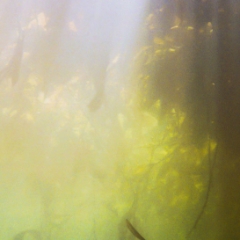 Monterey Bay Kelp with sunbeams, green