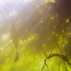 Monterey Bay kelp with sunbeams, dark yellow