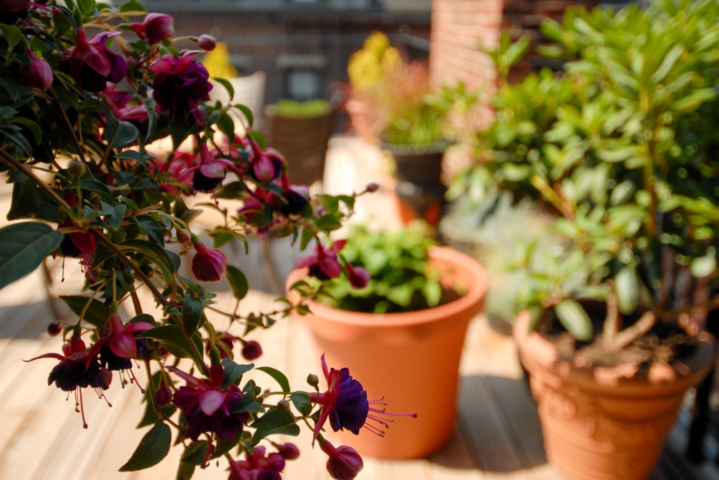 Flowers and plants photograph. Fuchsia, raspberry plant, and rhododendron are in view in the foreground. In the background are some evergreens. I loved this garden.