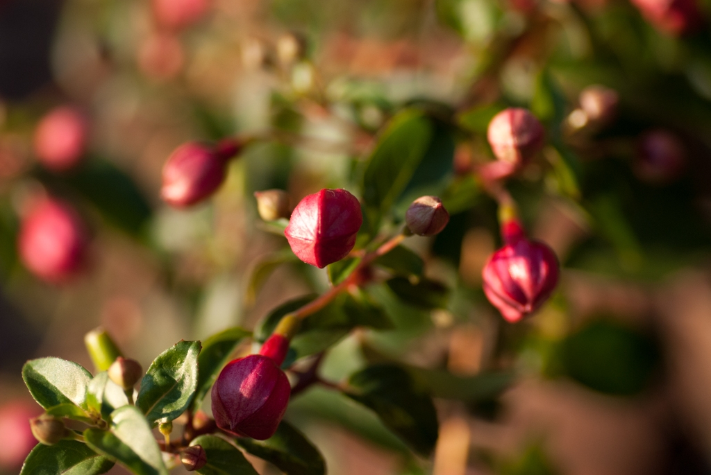 Flowers and plants photograph. Fuchsia buds have not opened yet.