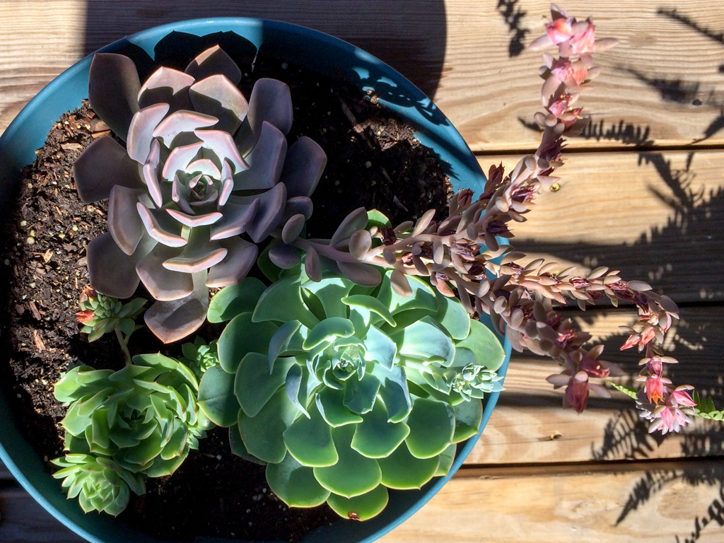 Flowers and plants photograph. You can see the crazy stalks coming off the pink one. There are orange flowers coming off two of the plants. I might repot them to give them more room.