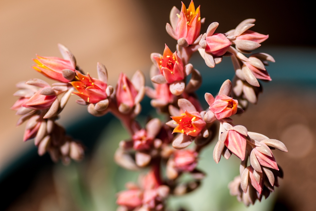 Flowers and plants photograph. This bloom was never-ending. 
