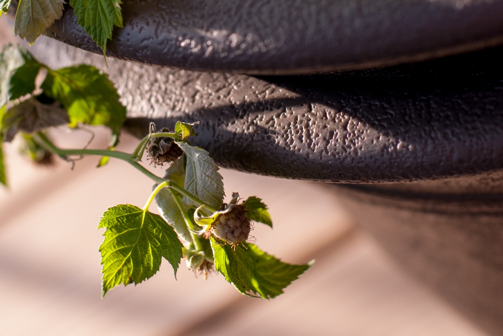 Flowers and plants photograph. 