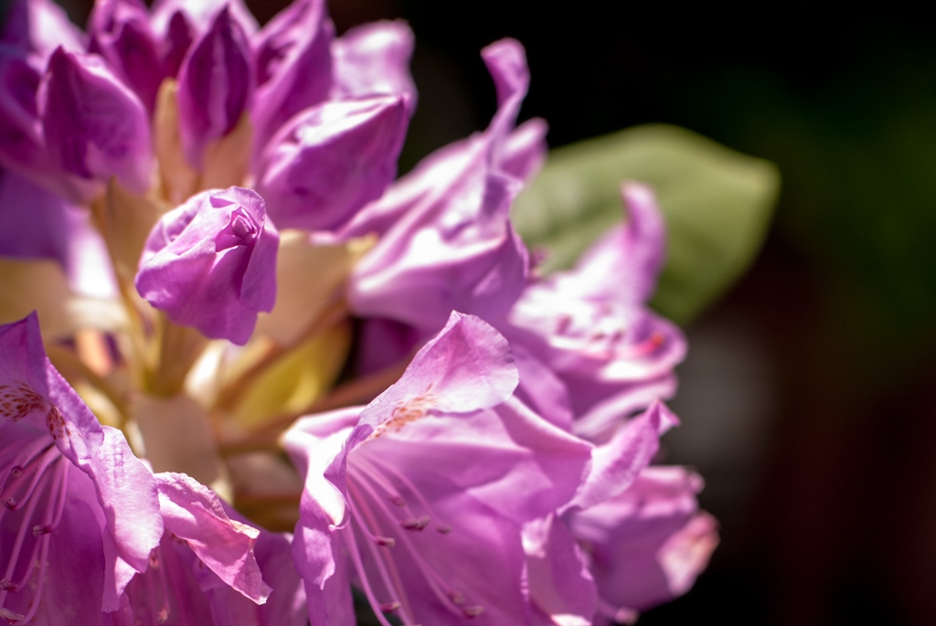 Flowers and plants photograph. Bright pink! Some blooms are not  opened yet. I loved watching the rhododendrons bloom; it happens so fast -- a matter of weeks from no flowers to complete blooms.