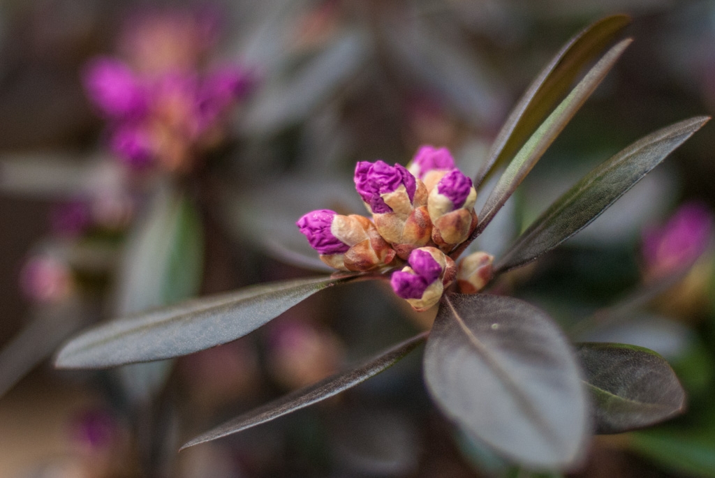 Flowers and plants photograph. Rhododendrons bloom very quickly. This plant exploded in flowers over a three-week period.