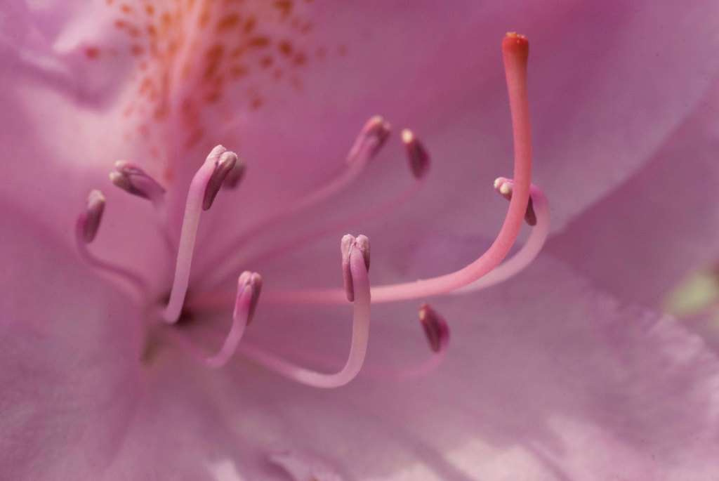 Flowers and plants photograph. I had to hand-remove a lot of dust spots in Photoshop because my camera was dirty.