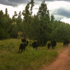 Cows on the dirt road