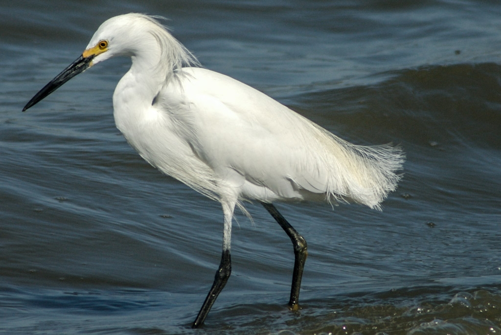 Bay Area Shoreline, California photograph. 