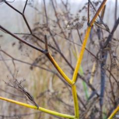 Colorful twigs and fog at the shoreline