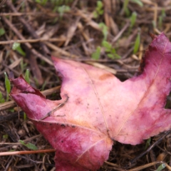 Magenta leaf has fallen