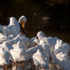 Shoreline birds: pelicans closeup