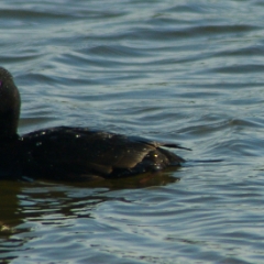 Shoreline birds: duck closeup