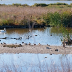 Shoreline birds: pelicans at the shoreline