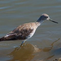 Shoreline birds: piper
