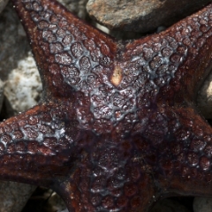 Purple starfish detail