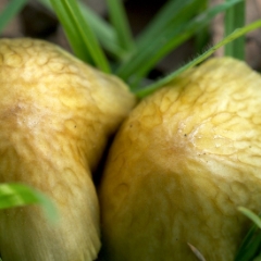 Two yellow mushrooms closeup