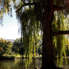 Giant weeping willow in Boston Commons