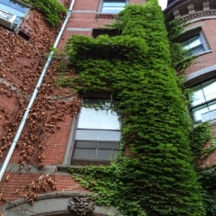 Ivy on a brownstone