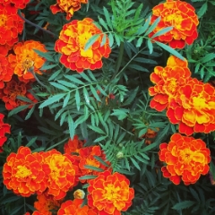 Orange flowers along my commute