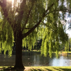 Giant weeping willow in Boston Commons