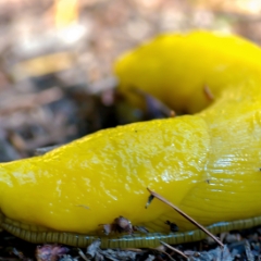 Closeup of a giant banana slug