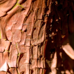 Manzanita tree bark