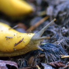 Yellow banana slug