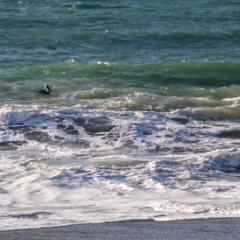 Pelican in the ocean
