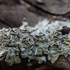 Gray crackly lichen