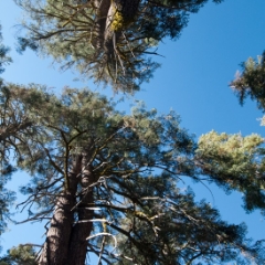 Giant redwoods