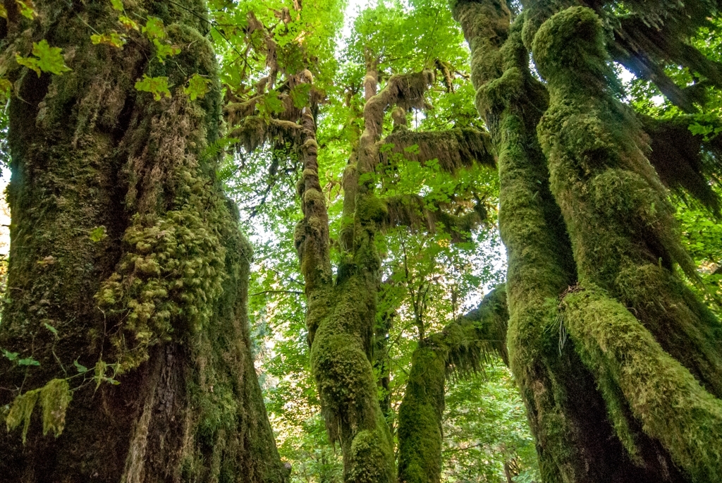 Olympic National Park in July