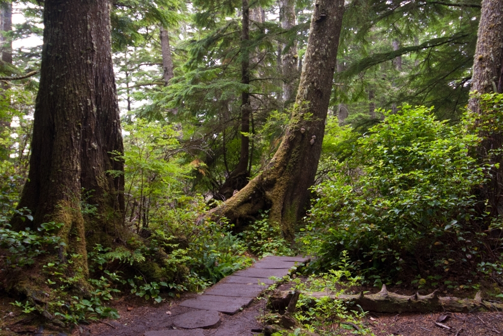 Olympic National Park photograph. 