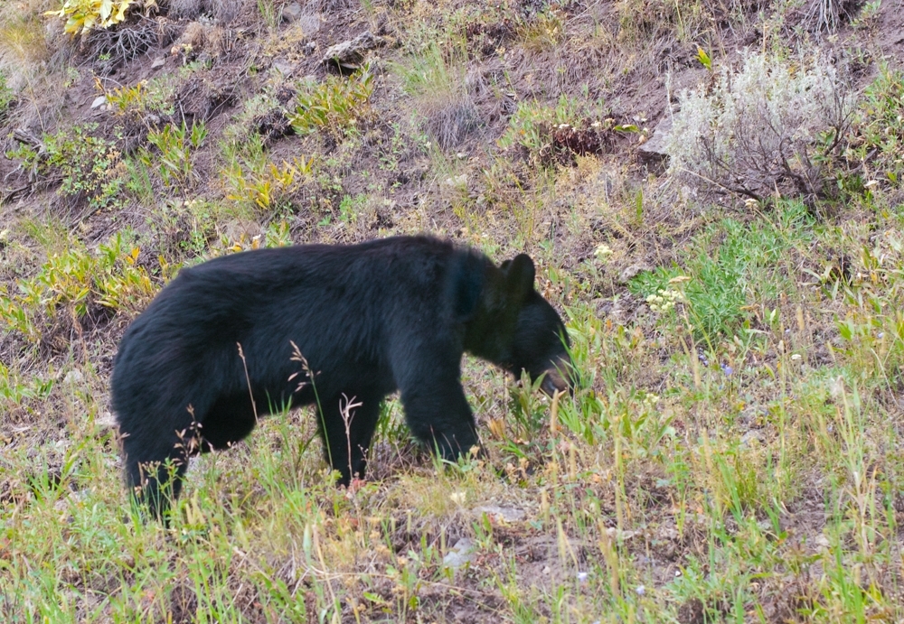 Yellowstone National Park, Wyoming photograph. Black bear in Yellowstone, northeast quadrant. He was just minding his own business, digging up some berries. I found the road when I was travelling on the main road, and this unpaved road was advertised as 'high clearance only - recent fire has caused wildflowers - drive slowly' and OF COURSE I had to go down this path.