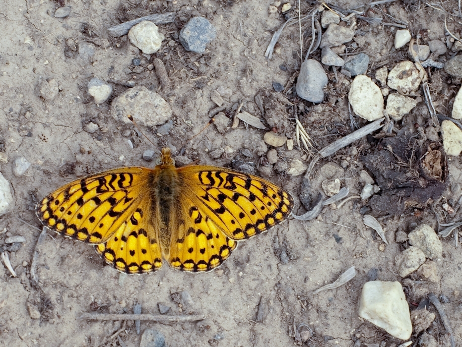 Yellowstone National Park, Wyoming photograph. This is a living butterfly! No harm came to this creature.